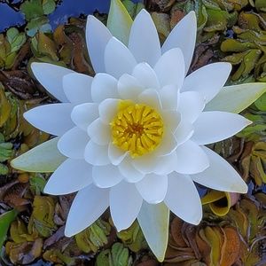 Meet your Posher, Robyn